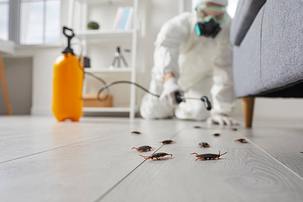 Affordable Termite Control solutions in Gooding, ID